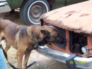 Bomb detection dogs training