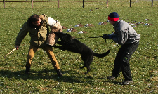 Police dogs training
