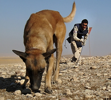 land-mines detection dogs